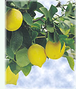 Size özel bahçenizde kendi sebze ve meyvelerinizi yetiþtirme imkaný